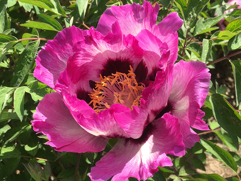 临夏牡丹鲜花哪里买