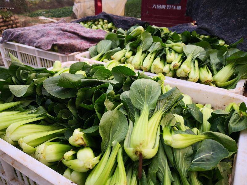 宜昌食堂食材配送几多钱