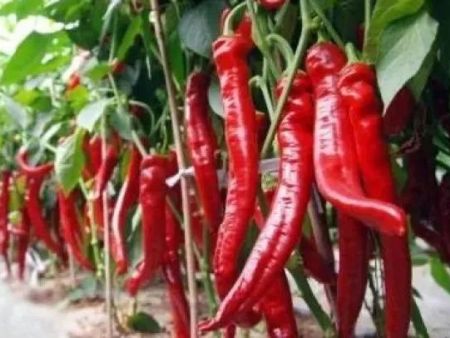 ���ݻ���ʳ�����ͱ���