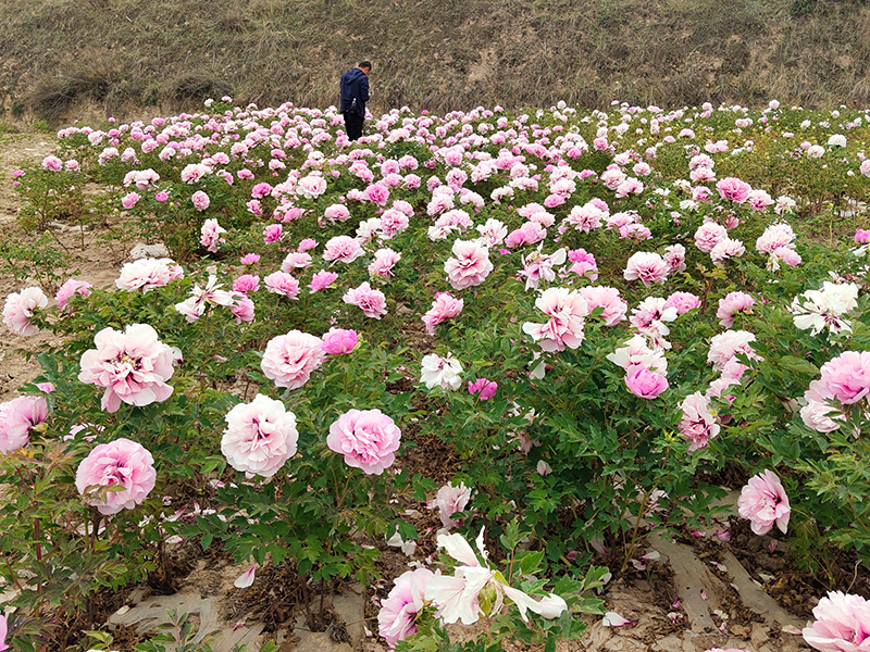 银川紫斑观赏牡丹培育基地