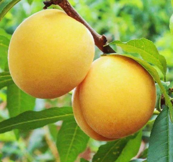 ������ɫ�����������