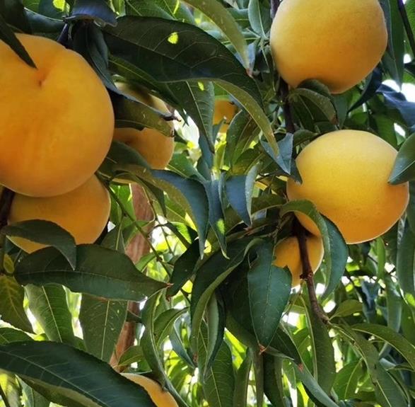 �Ϻ���ʳ�����ұ���