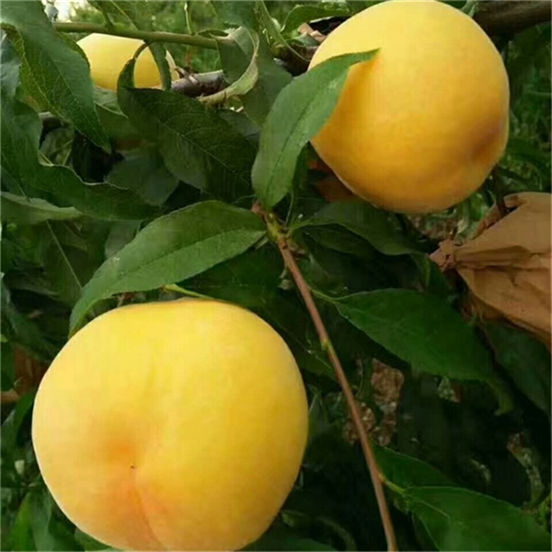 ��������¶Ӫ���޴򿨵���ô��,����򿨵���ôȥ