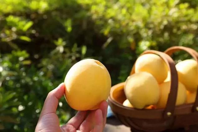 ����ũ��ˮ����ժ����,���ʻ��Ҳ�ժ��ֲ԰