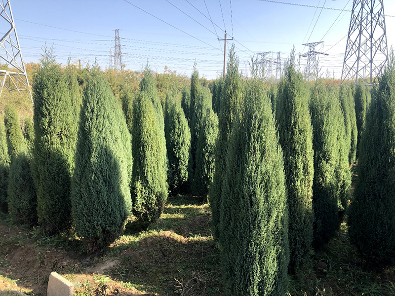 盆栽苗圃報(bào)價(jià),樹(shù)苗圃種植基地