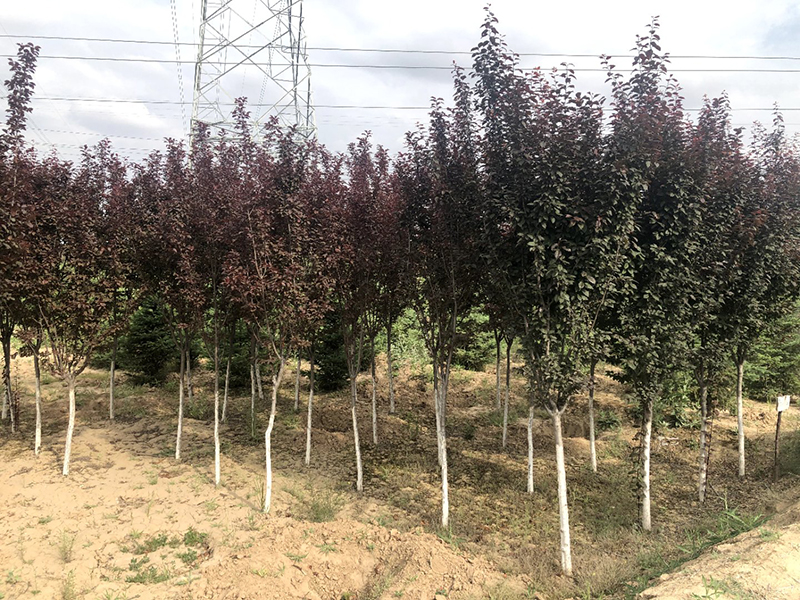 紅楓樹苗圃基地
