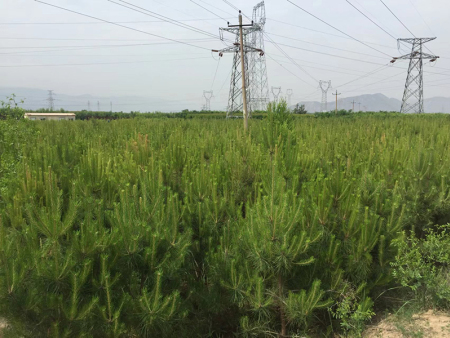 酒泉紅楓樹苗圃企業