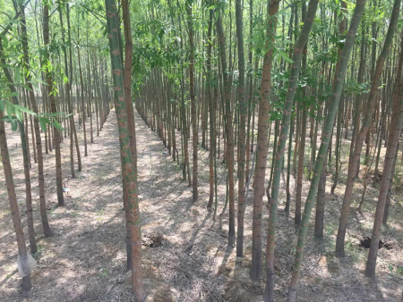 武威風(fēng)景樹苗圃,樹苗圃公司