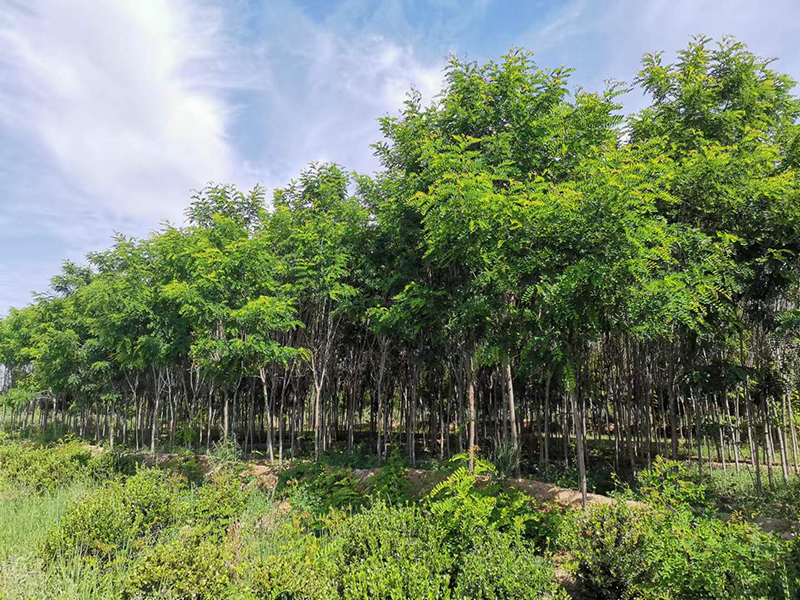 积石山花卉苗圃基地