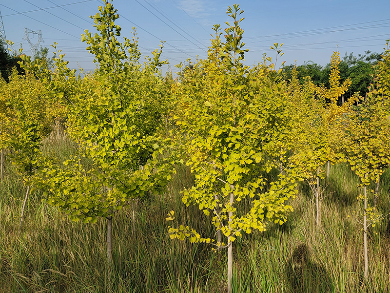 劉家峽苗圃多少錢