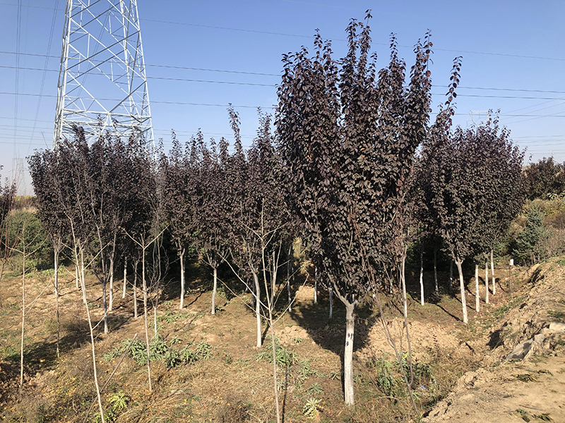 臨夏綠地苗圃哪家好